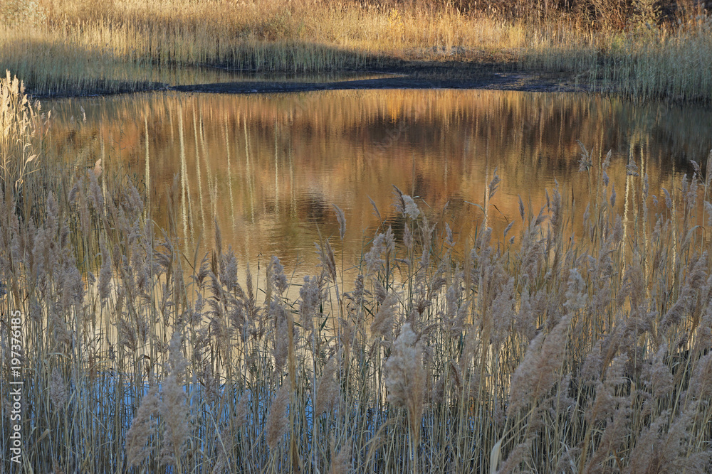 Reeds on the background of reflections in the lake Reeds on the background of reflections in the lake