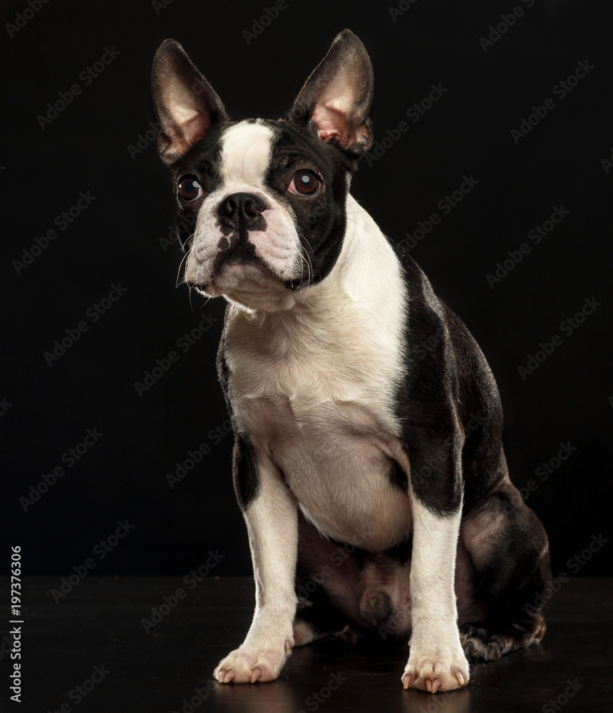 Boston Terrier Dog on Isolated Black Background 