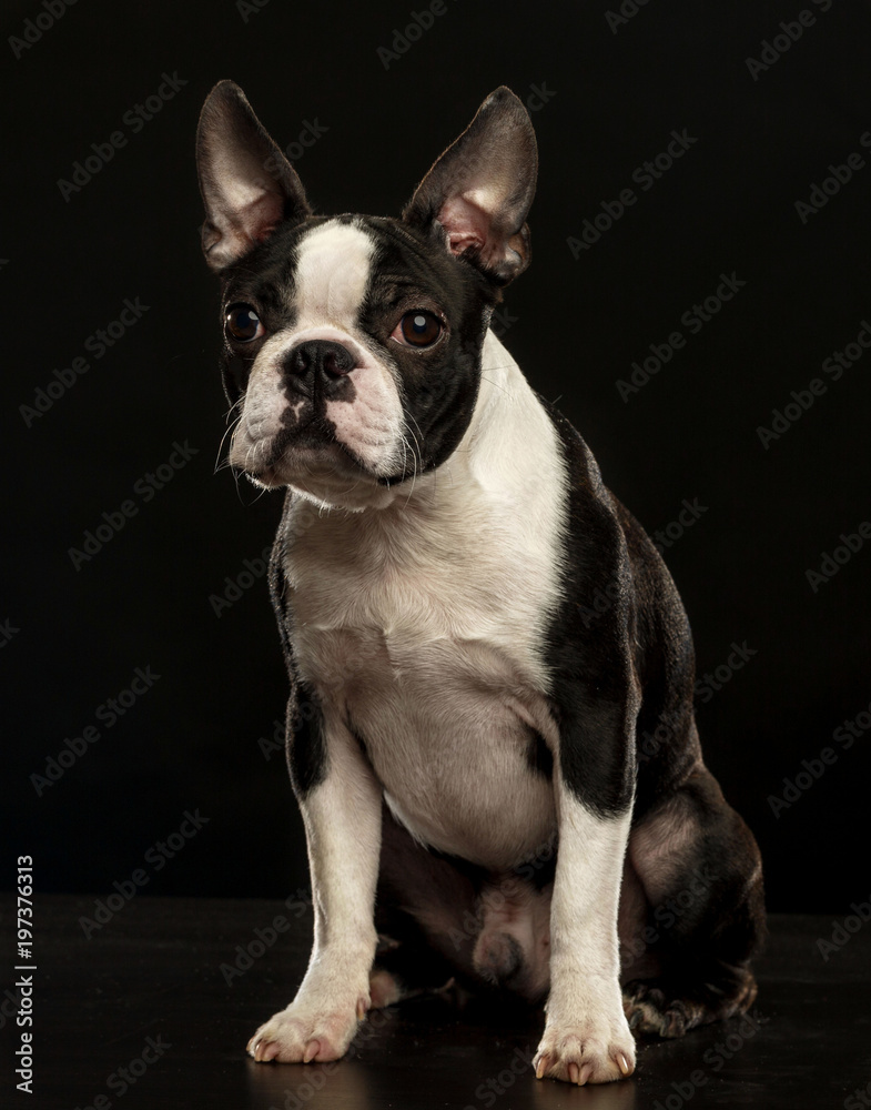 Boston Terrier Dog on Isolated Black Background Boston Terrier Dog on Isolated Black Background