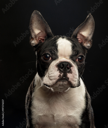 Fototapeta Naklejka Na Ścianę i Meble -  Boston Terrier Dog on Isolated Black Background 