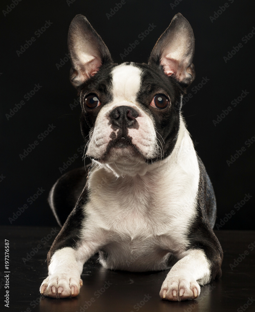 Boston Terrier Dog on Isolated Black Background Boston Terrier Dog on Isolated Black Background