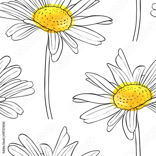 vector seamless pattern with flower of daisy
