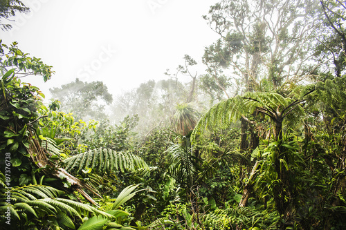Tropischer Dschungel im Nebel