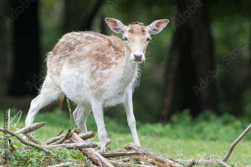 Fototapeta Naklejka Na Ścianę i Meble -  Damhirsch (Dama dama)