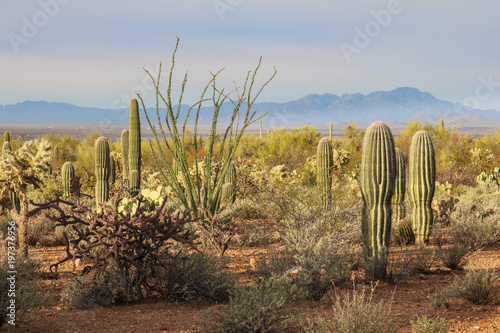 Desert plants in Saguaro National Park, Arizona