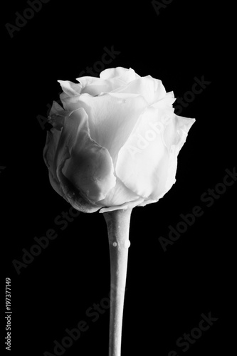 Beautiful creative shot of a rose in black and white photo