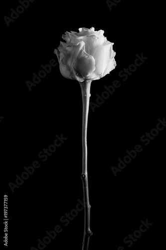 Beautiful creative shot of a rose in black and white photo