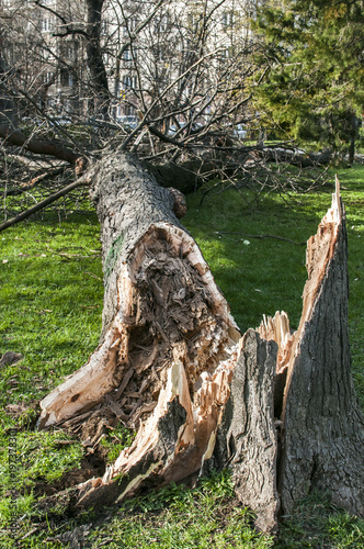 Fallen large tree in city park due to strong storm