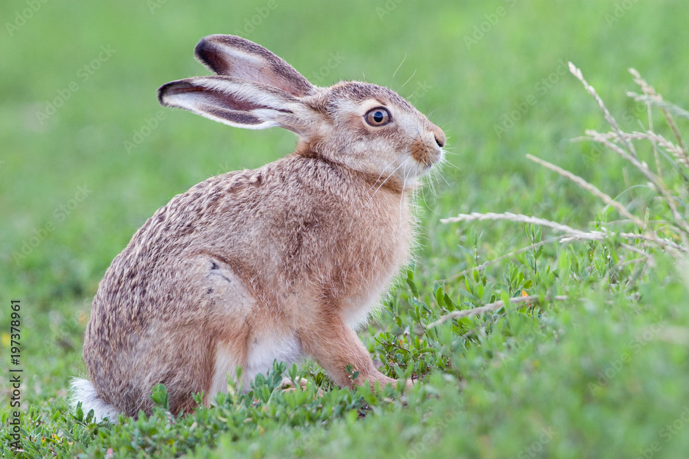 Fototapeta premium Feldhase (Lepus europaeus)