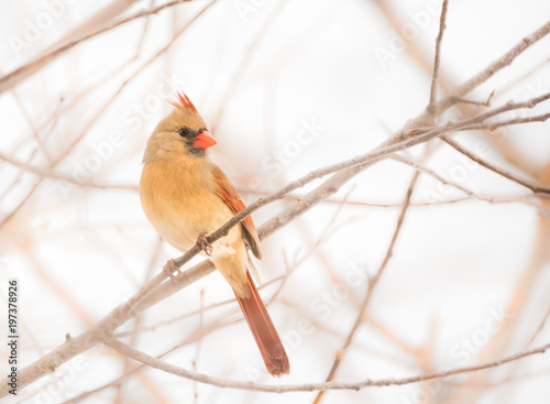 The female Northern Cardinal
