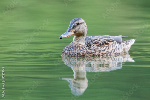 Stockente (anas platyrhynchos)