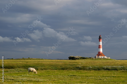 Schaf vor Leuchtturm Westerhever