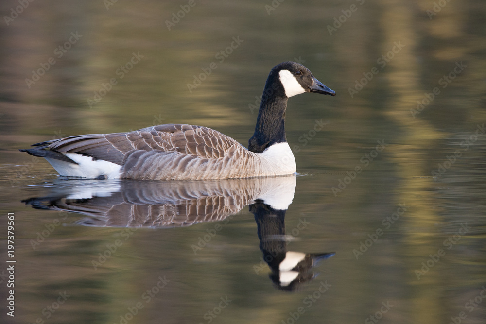 Kanadagans (Branta canadensis)
