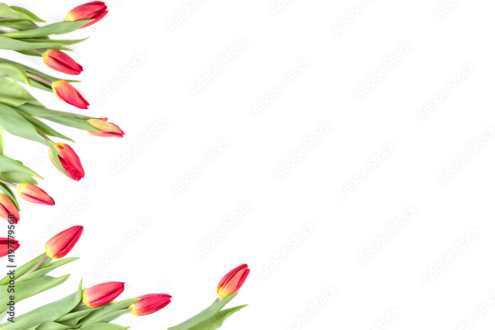 Tulip flowers forming an border frame on white background with copy space Tulip flowers forming an border frame on white background with copy space