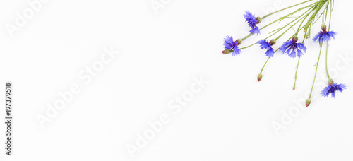 Fototapeta Naklejka Na Ścianę i Meble -  Blue cornflower frame on white background