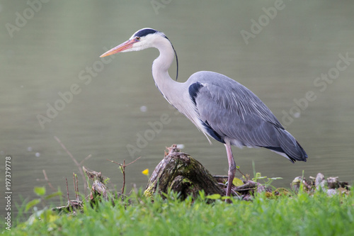 Graureiher (Ardea cinerea) photo