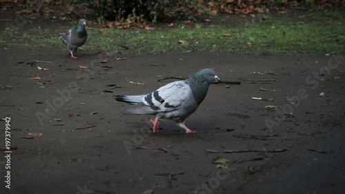 Single Pigeon walking in foreground with another one in the background - Park scene outdoords photo