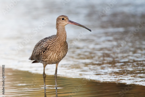 Großer Brachvogel (Numenius arquata)