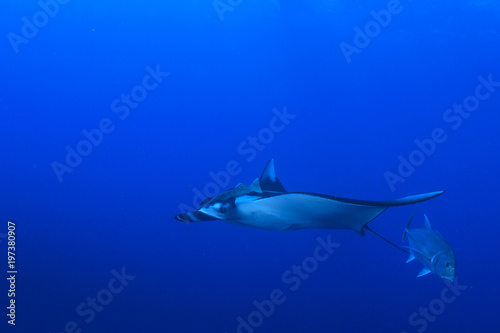 Oceanic Manta Ray © Richard Carey