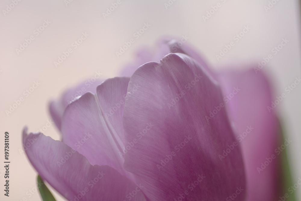 close-up one purple tulip background bouquet of lilac tulips