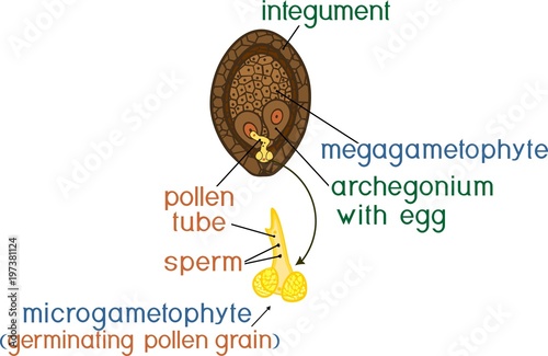 Structure of megagametophyte and germinating pollen grain of pine with titles. Female and male gametophytes