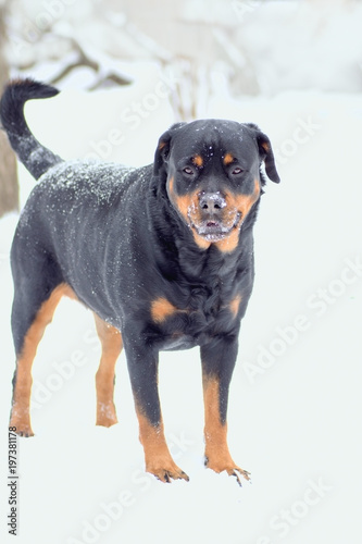 young Rottweiler breed dog