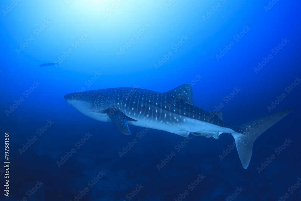 Fototapeta premium Rekin wielorybi