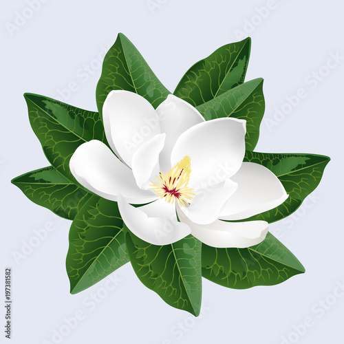 White magnolia flower. Realistic vector illustration isolated on gray background.