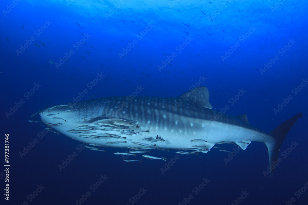 Fototapeta premium Rekin wielorybi