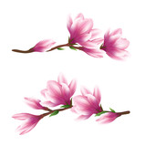 Pink magnolia flowers. Realistic vector brush illustration of two blooming magnolia branches isolated on white background.