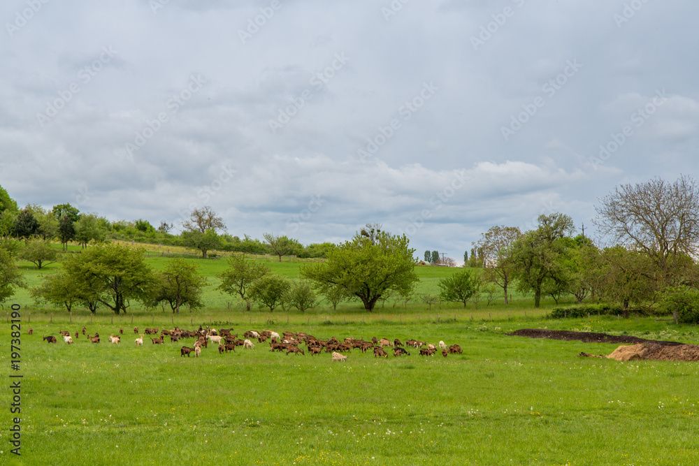 A Field Full of Goats at a Farm in Burgundy, France