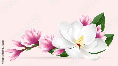 Obraz na płótnie Pink magnolia flowers