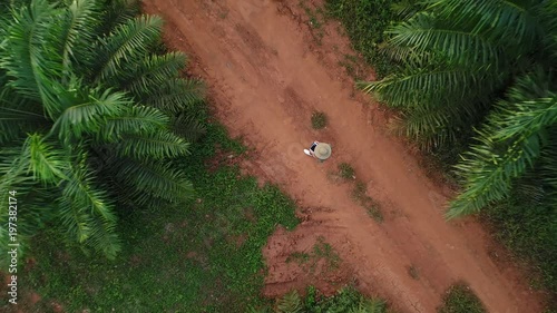 AERIAL. Camera moving fast from down to up. Top view directly above a asian female farmer in the hat monitoring his farm with a tablet. Palms farm in Thailand. photo