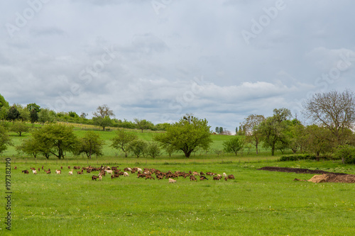 A Field Full of Goats at a Farm in Burgundy, France