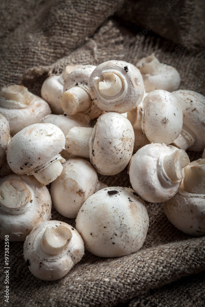 Freshly harvested mushrooms. Freshly harvested mushrooms.