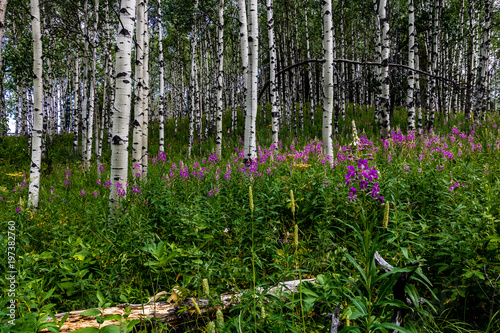 Fototapeta Naklejka Na Ścianę i Meble -  Purple wild flowers, Sibbald Lake Trail, Sibbald Lake Provincial Recreation Area, Alberta, Canada