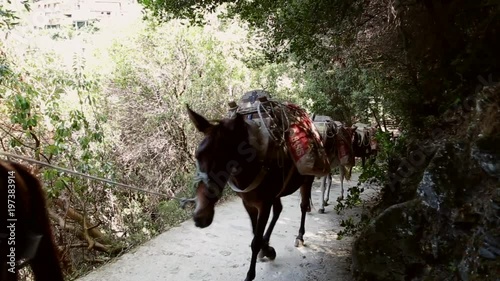 The donkey caravan carrying a heavy load