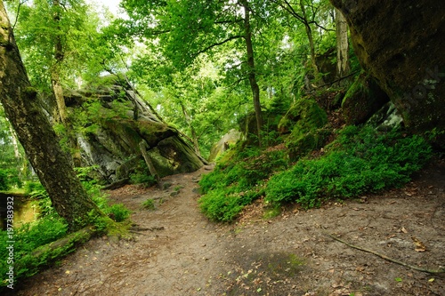 Forest path through the rocks