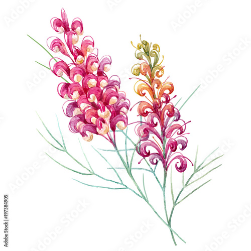 Watercolor australian grevillea flower photo