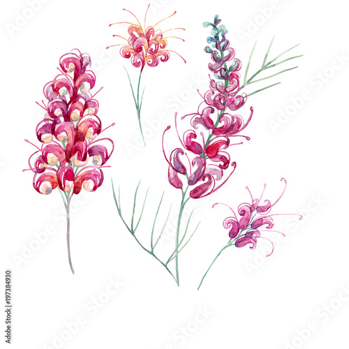 Watercolor australian grevillea flower