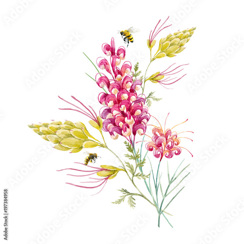 Watercolor australian grevillea flower photo