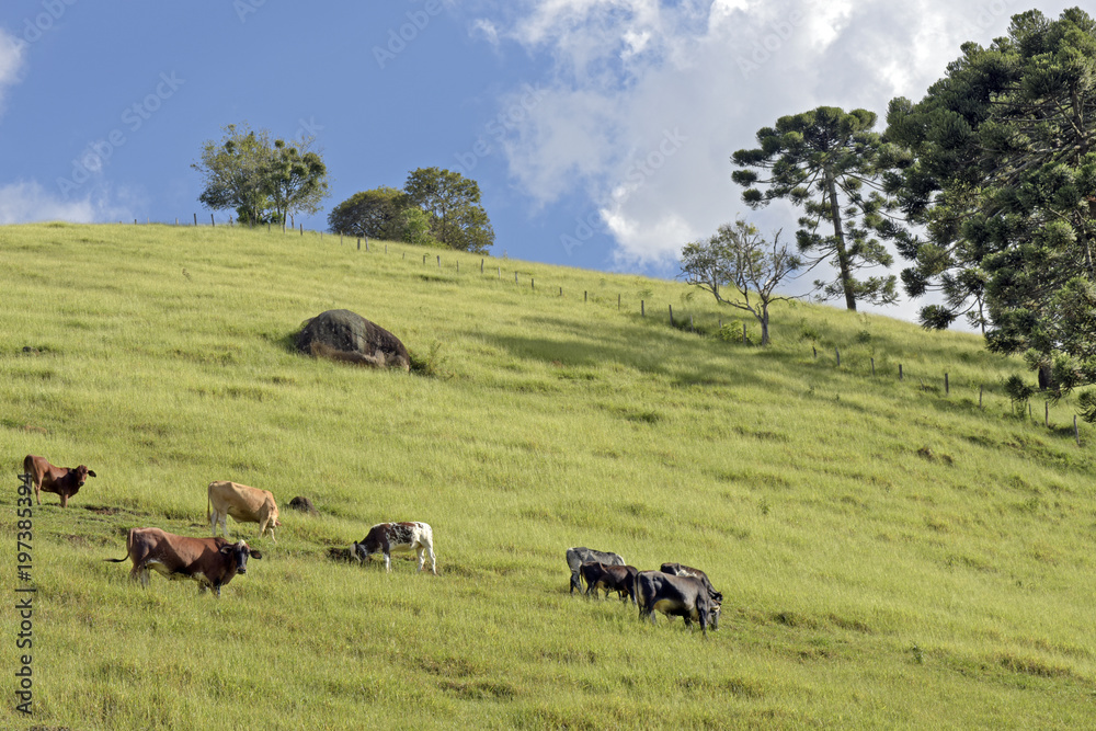 Cattle grazing on green grass hill