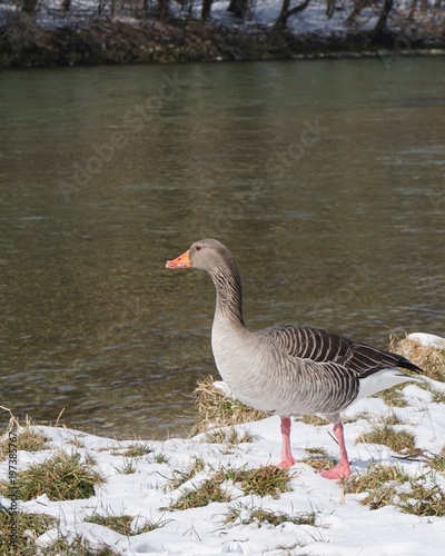 Goose eating on a meadow at a river in winter