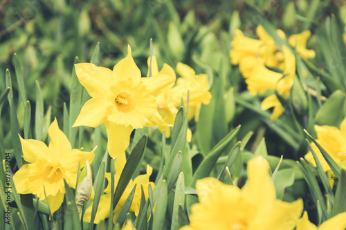 Fototapeta Naklejka Na Ścianę i Meble -  Many beautiful yellow daffodil in garden of spring sunny day. Floral pattern. Outdoors.