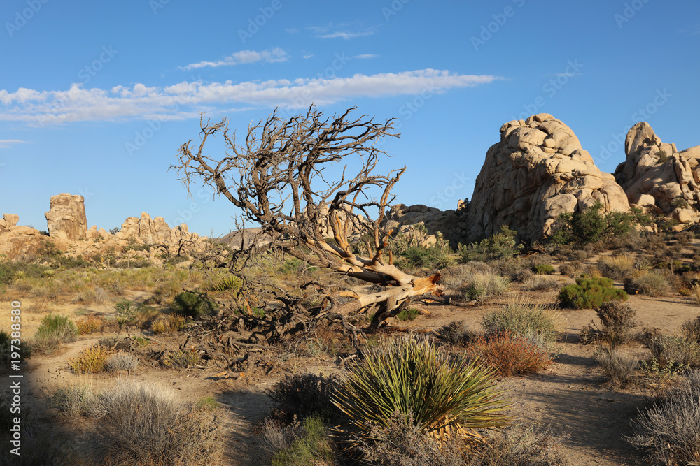 Rock Formation at Hidden Valley Trail in Joshua Tree National Park. California. USA