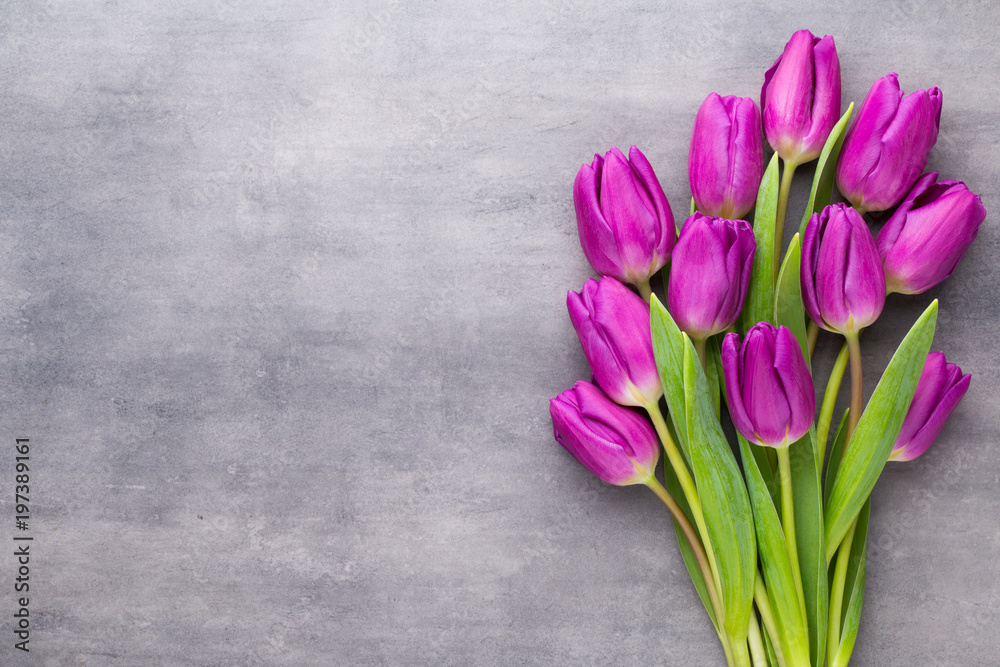 Multicolored spring flowers, tulip on a gray background. Multicolored spring flowers, tulip on a gray background.
