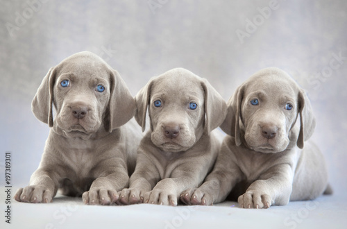 three puppies of weimaraner on lying on grey background