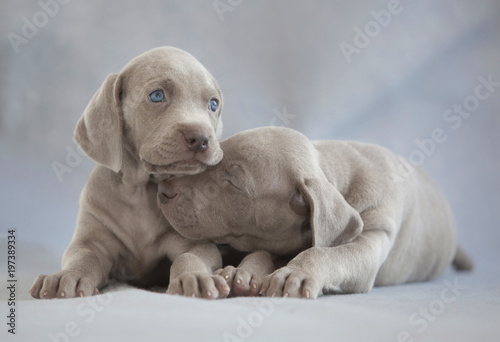 two puppies of weimaraner sitting on grey background photo