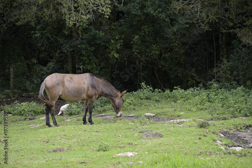 Donkey grazing on green grass photo