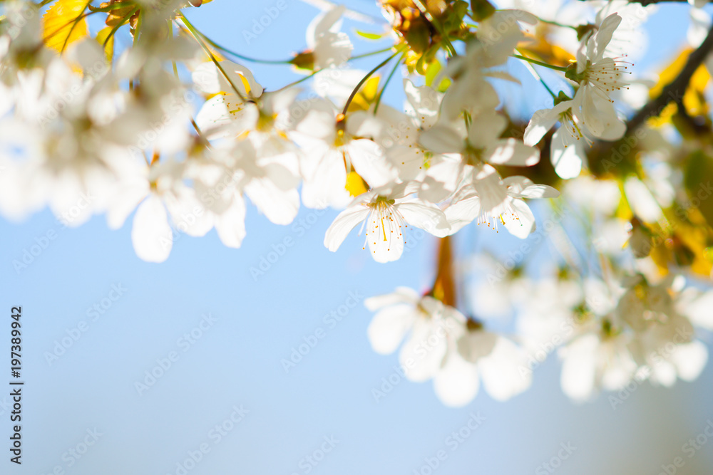 Obraz premium Cherry tree with flowers 